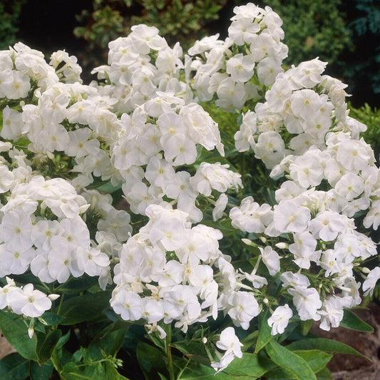 Phlox 'Rembrandt' Perennial Bedding