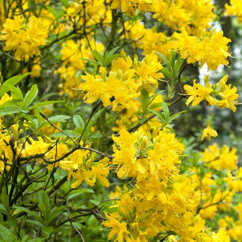 Yellow Azalea | Rhododendron 'Luteum' Shrubs
