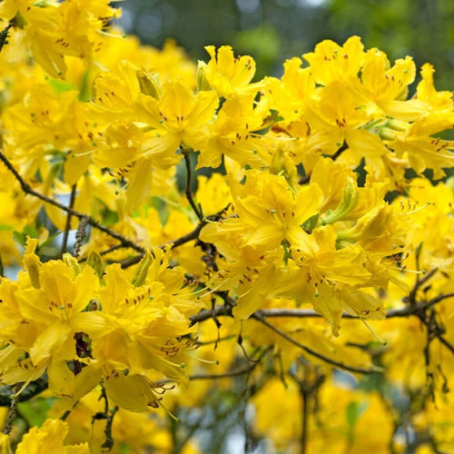 Yellow Azalea | Rhododendron 'Luteum' Shrubs