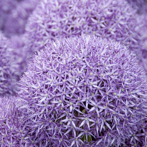 Allium 'Pinball Wizard' Perennial Bedding