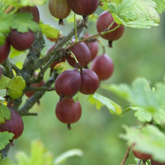 'Captivator' Gooseberry Bush Soft Fruit