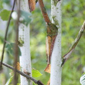 Himalayan Birch Tree | Betula utilis jacquemontii 'Doorenbos'