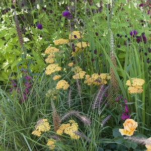 Bronze Foxglove | Digitalis 'Milk Chocolate' Perennial Bedding
