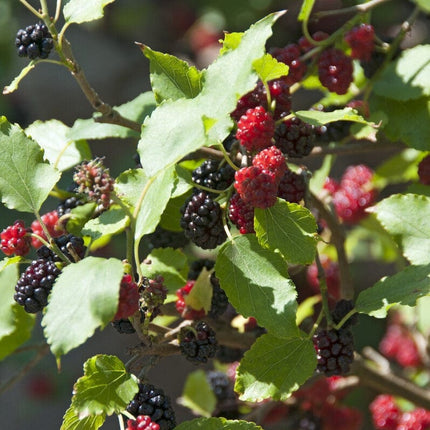 Patio Mulberry Tree | Morus Rotundiloba 'Mojo Berry' Trained Fruit Trees