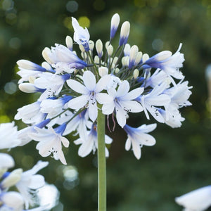 Agapanthus 'Twister' Perennial Bedding