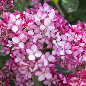 Hydrangea arborescens 'Ruby Annabelle' Shrubs