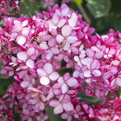 Hydrangea arborescens 'Ruby Annabelle' Shrubs