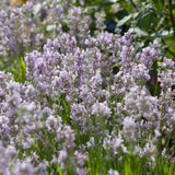 English Lavender 'Rosea' | Lavandula angustifolia Perennial Bedding