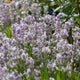 English Lavender 'Rosea' | Lavandula angustifolia Perennial Bedding