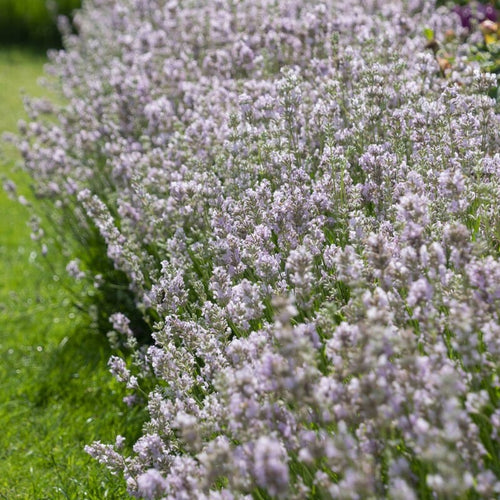 English Lavender 'Rosea' | Lavandula angustifolia Perennial Bedding