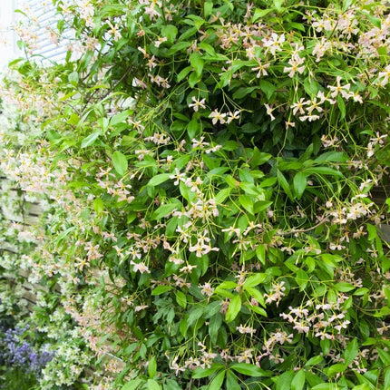 'Pink Showers' Asiatic Jasmine | Trachelospermum asiaticum