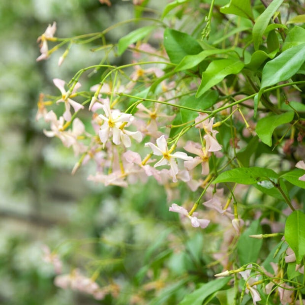 'Pink Showers' Asiatic Jasmine | Trachelospermum asiaticum