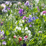 The Ultimate Sweet Pea Collection Annual Bedding
