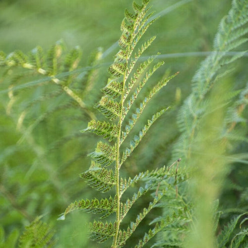 Lady Fern | Athyrium filix femina Perennial Bedding