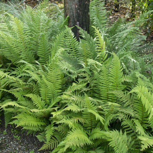 Lady Fern | Athyrium filix femina Perennial Bedding