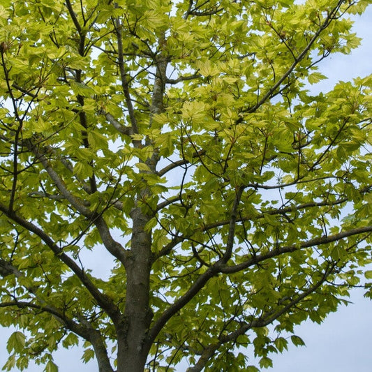 Sycamore Tree | Acer pseudoplatanus Ornamental Trees