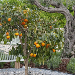 Patio Orange Tree | Sweet Orange Trained Fruit Trees
