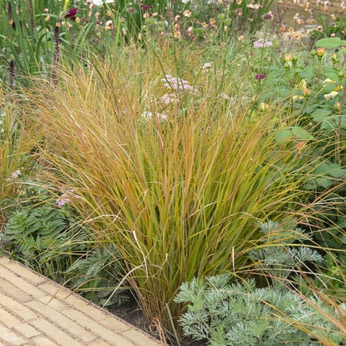 Festuca amethystina Perennial Bedding