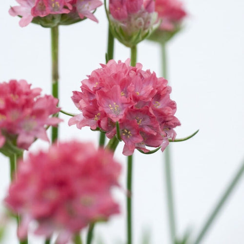 Armeria 'Dreamland'