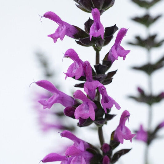 Salvia 'Pink Amistad' Perennial Bedding