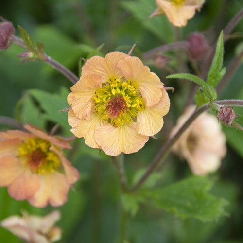 Geum 'Pretticoats Peach' Perennial Bedding
