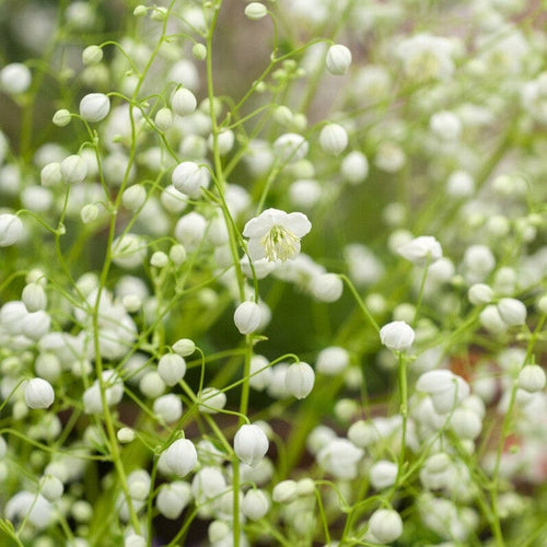 Thalictrum 'Splendide White' Perennial Bedding