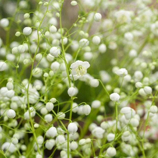 Thalictrum 'Splendide White' Perennial Bedding