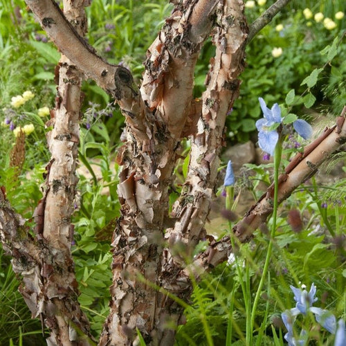 Black Birch Tree | Betula nigra 'Black Star' Ornamental Trees