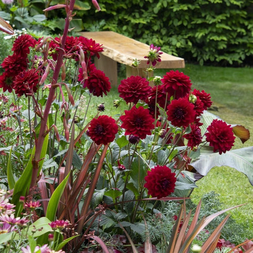 Dahlia 'Arabian Night' Perennial Bedding