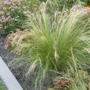 Stipa tenuissima 'Pony Tails' Perennial Bedding