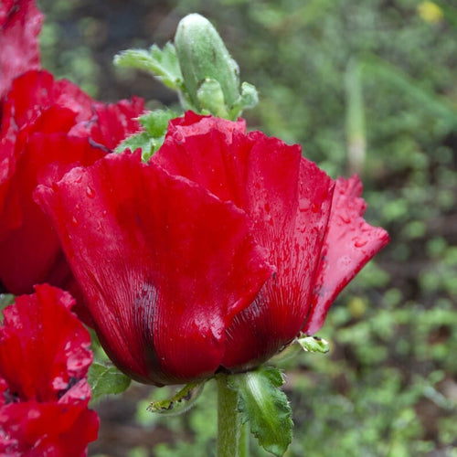 Poppy 'Beauty of Livermere' | Papaver orientale Perennial Bedding