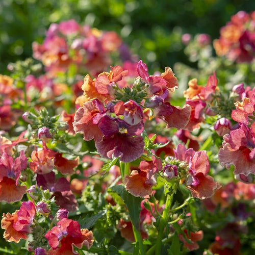 Nemesia 'Nesia Tropical' Perennial Bedding