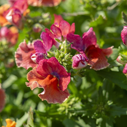Nemesia 'Nesia Tropical' Perennial Bedding