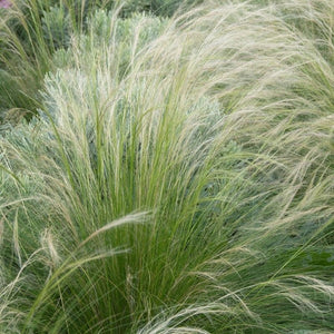 Stipa tenuissima 'Pony Tails' Perennial Bedding