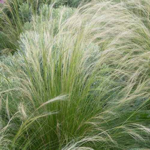 Stipa tenuissima 'Pony Tails' Perennial Bedding