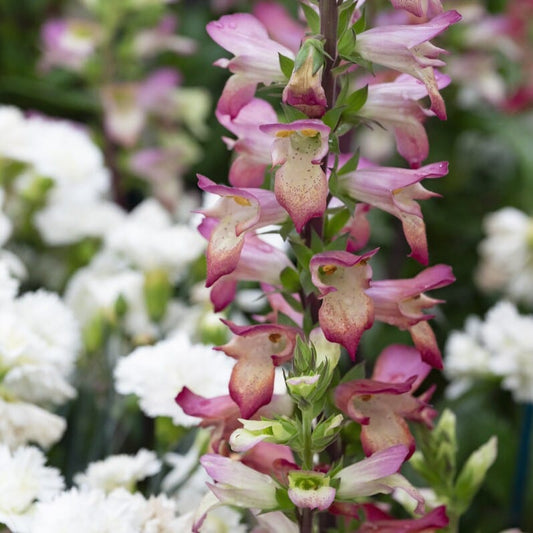 Digitalis 'Falcon Fire' Perennial Bedding