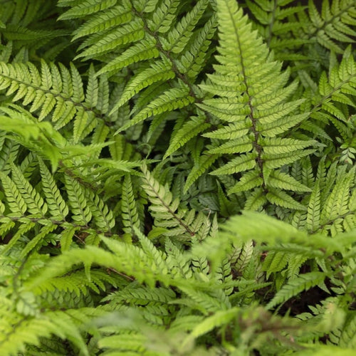 Korean Rock Fern | Polystichum tsussimense Perennial Bedding