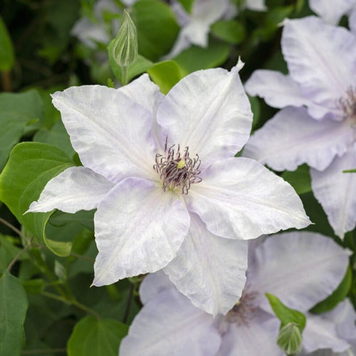 Raymond Evison Clematis 'Eliza' Climbing Plants