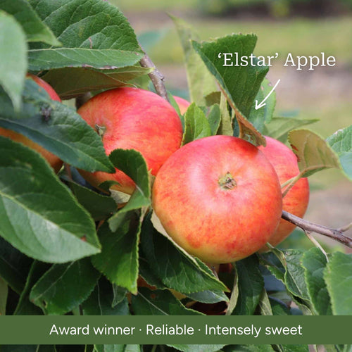 Duo Apple Tree | 'Cox's Orange Pippin' & 'Elstar' Trained Fruit Trees