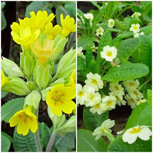 English Primroses Collection Annual bedding