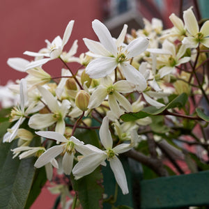 Evergreen Clematis | Clematis armandii Climbing Plants