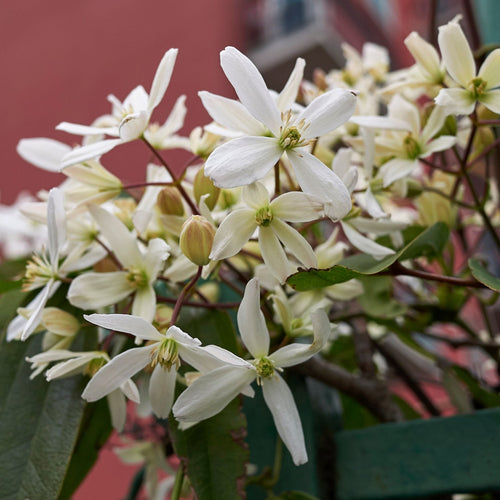 Evergreen Clematis | Clematis armandii Climbing Plants