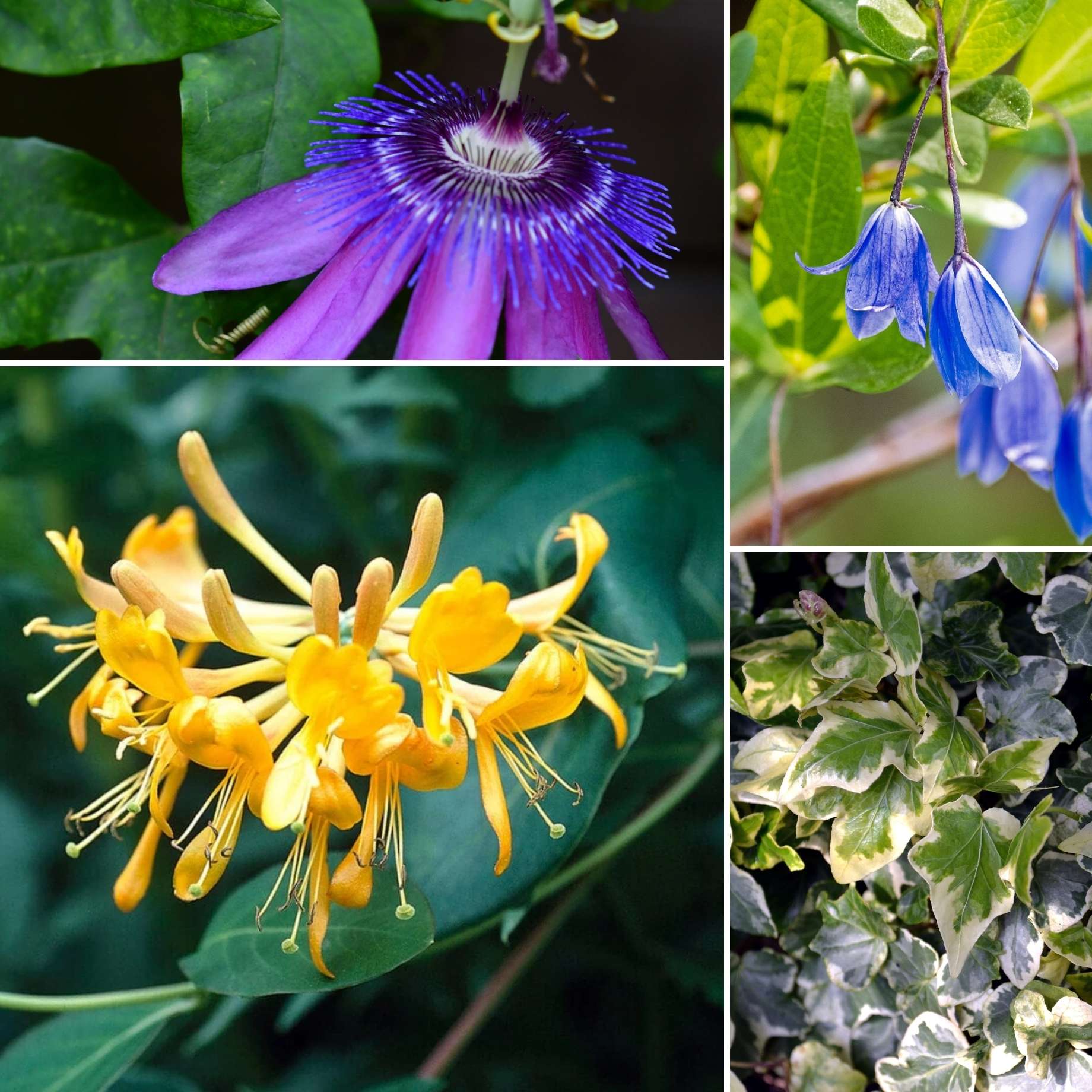 8+ Inside Climbing Plants Evergreen Climbers Collection – Roots Plants