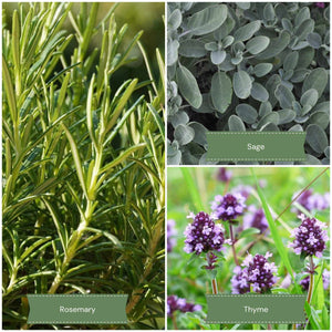 Evergreen Herb Collection Vegetable Plants