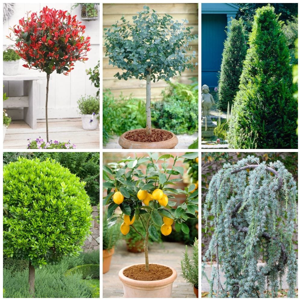 The Best Evergreen Trees Growers' Choice Roots Plants