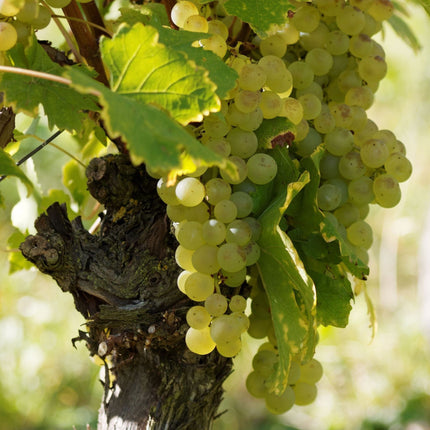 'Exalta' Outdoor Grape Vine Soft Fruit