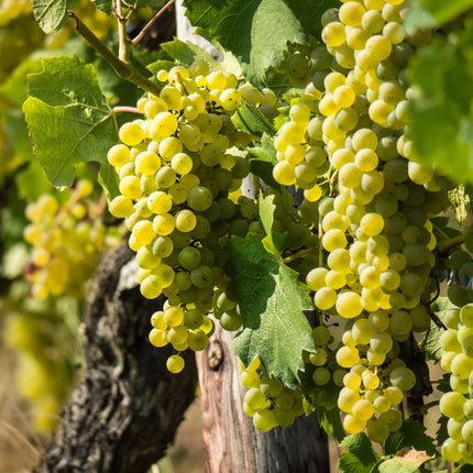 'Exalta' Outdoor Grape Vine Soft Fruit