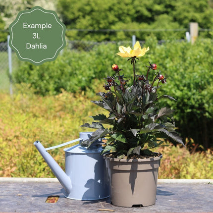 Dahlia 'Orange Girl' Perennial Bedding