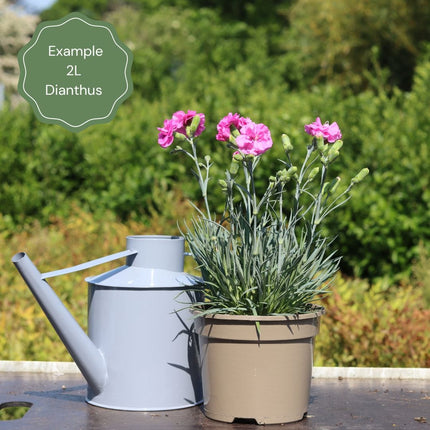 Dianthus 'Cocktail Tequila Sunrise' Perennial Bedding