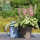 The All Year Round Heuchera Collection Perennial Bedding